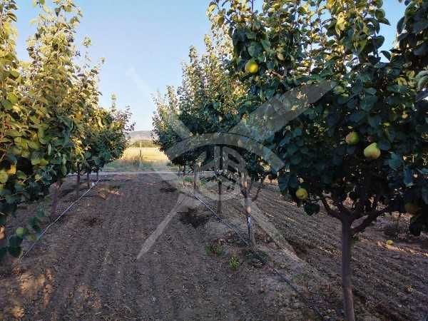 Продава се Земеделски имот в с. Куртово Конаре, Област Пловдив -  кв.м за 3 €/дка - Снимка #1