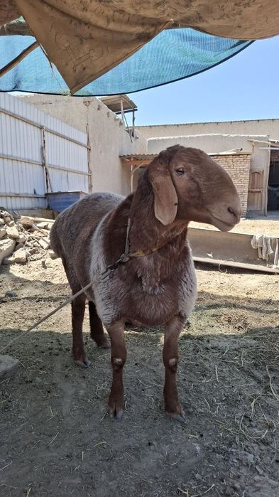 Arashan qóchqor sotiladi 2 yosh