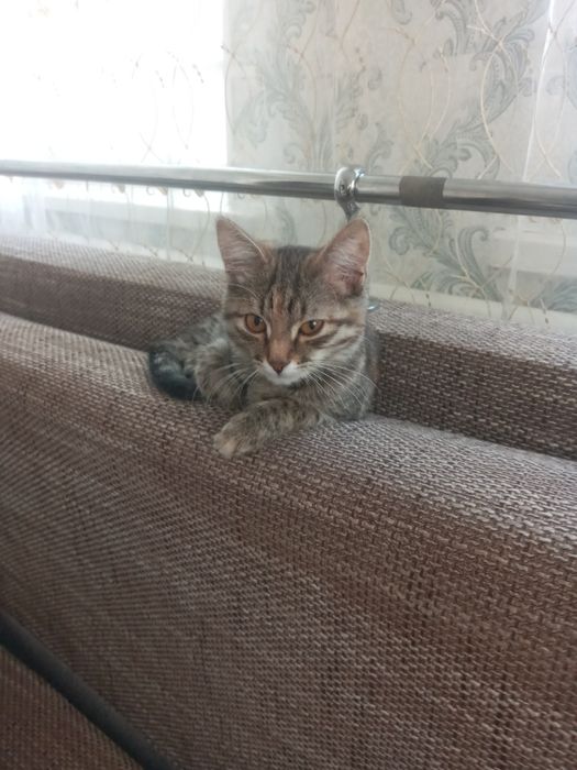 отдам кошечку девочка