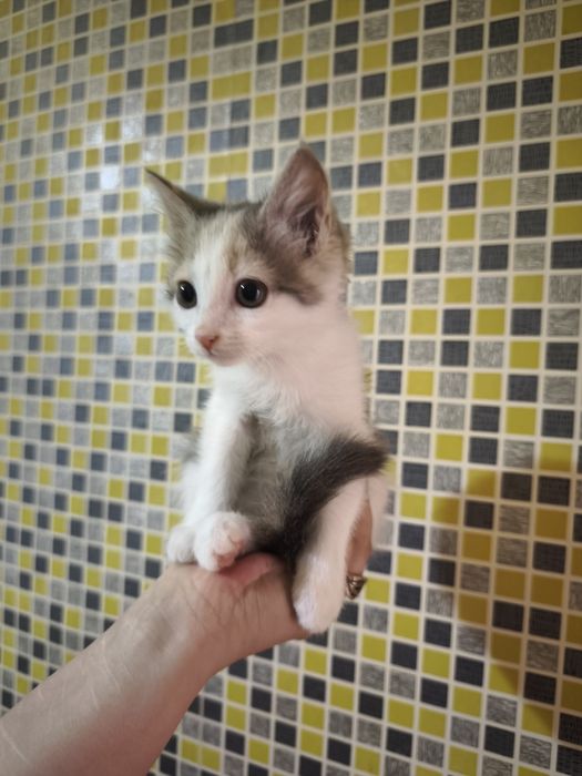 Котенок девочка в добрые руки