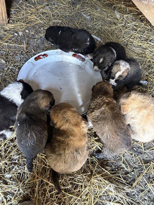 щенята отдам бесплатно