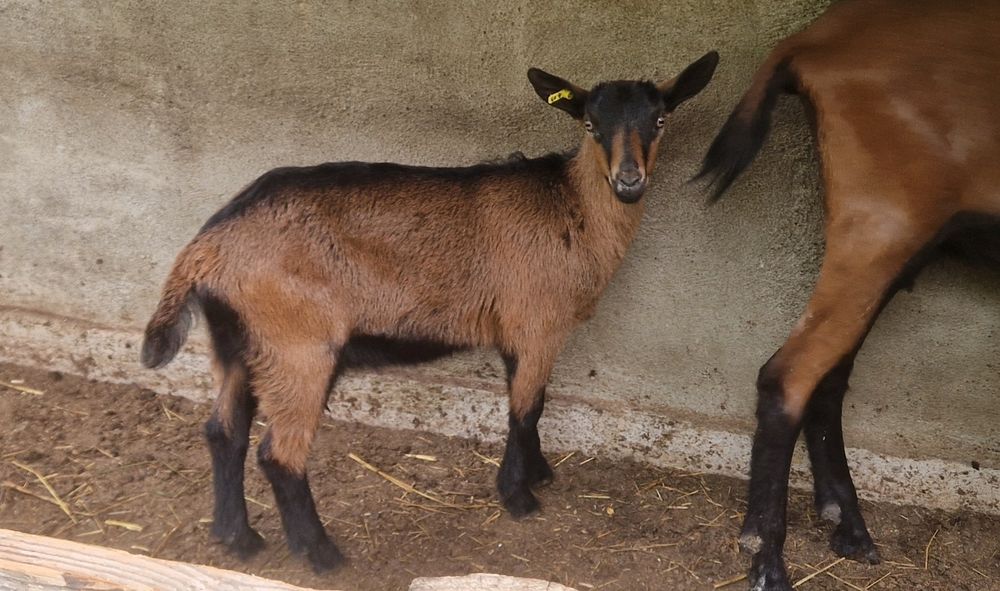 Iedute alpin francez