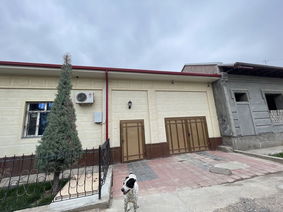 Собака 2 год