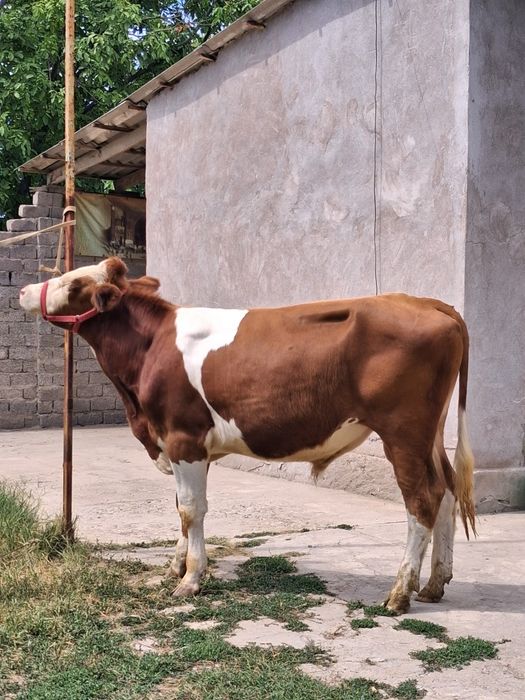 Buqa Simmental .
