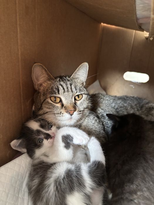 отдам красивых  котят