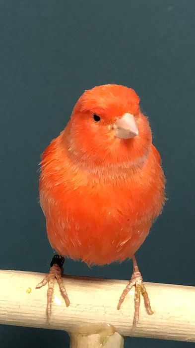 Канарейка кенор самец Турция