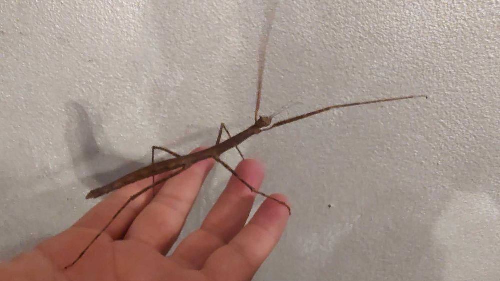 Анамската пръчка  или Annam walking stick - пръчици