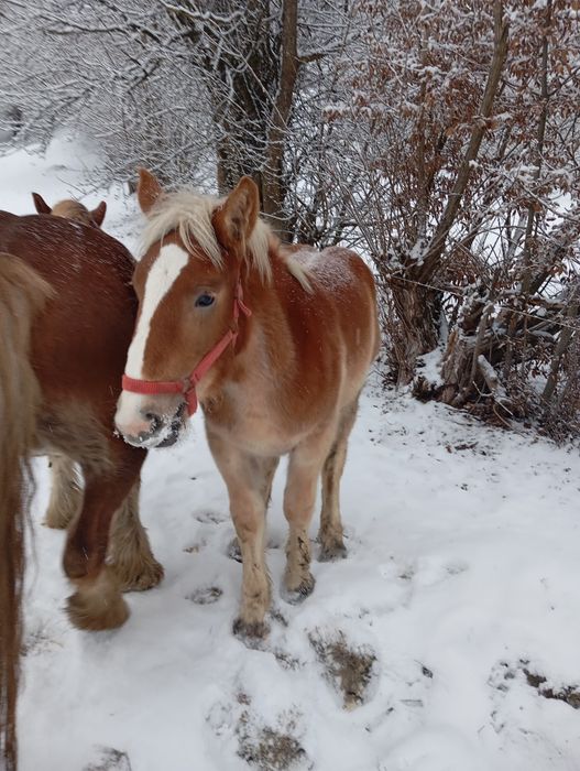 Mînză șargă de 6 luni