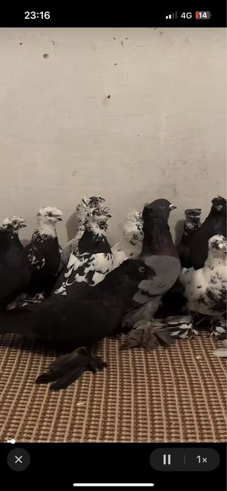 Сочи жуки голуби