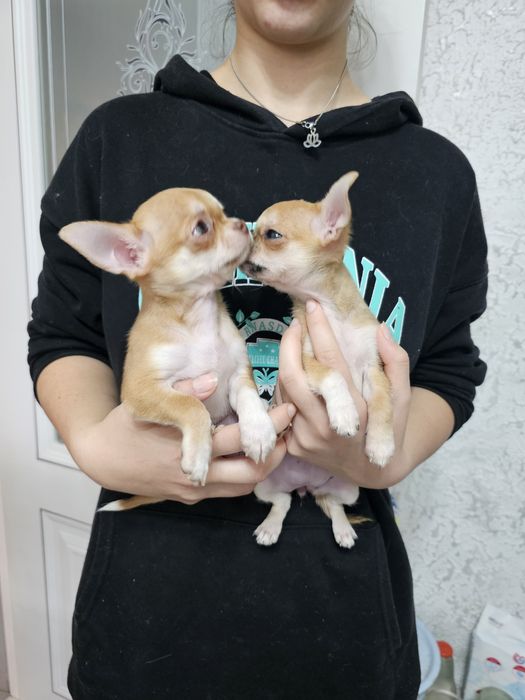 Мини чихуашки- оленятки