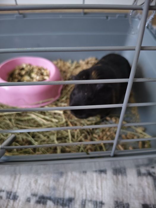 Продам морскую свинку