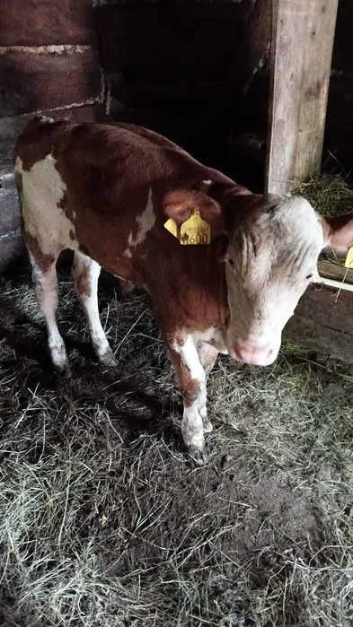 Vand vitea baltata de 2 luni