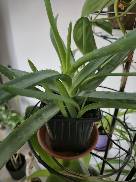 Алоэ (комнатное растение)