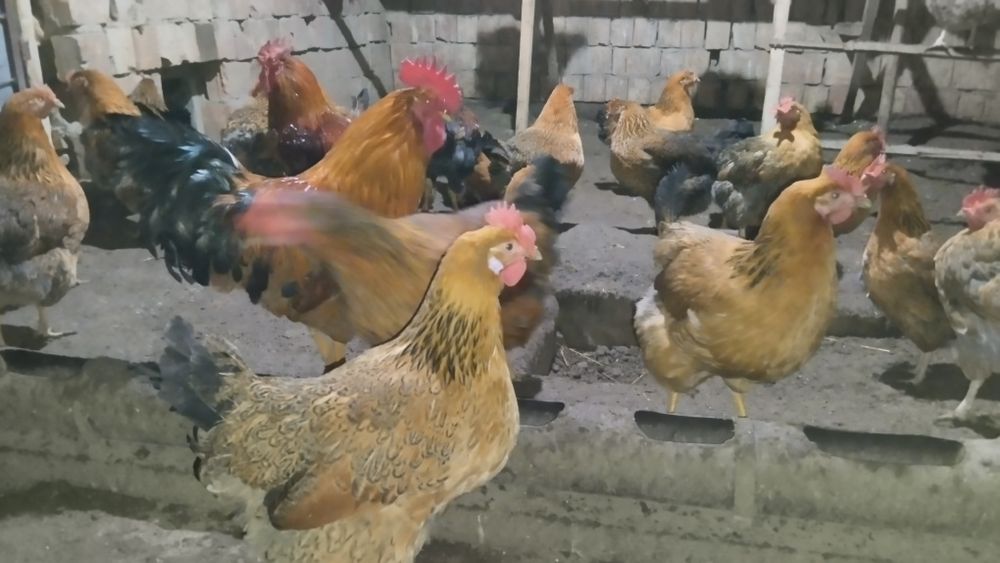 Продам кучинских цыплят