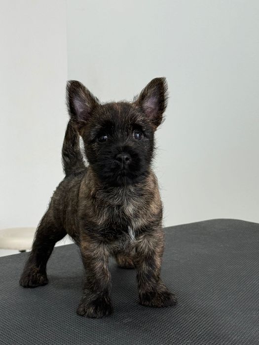 Pui Cairn Terrier cu pedigree din parinti depsebiti