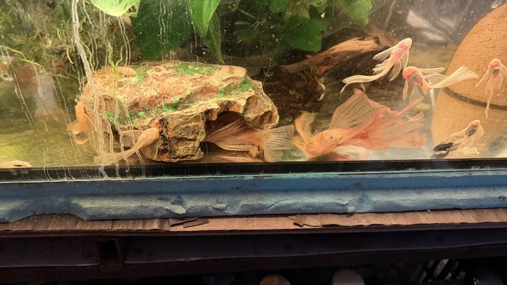 Acistrus long fin albino voalat