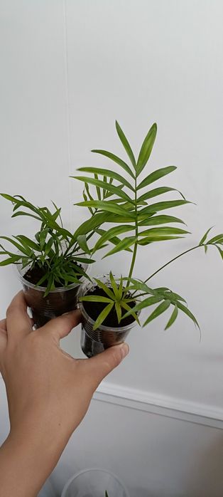 Комнатные цветы по 1000 тенге