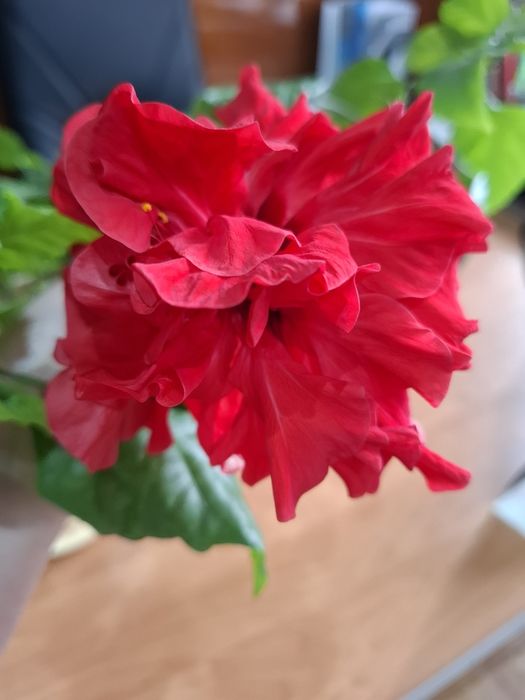 Махровый гибискус красного цвета