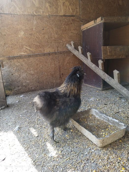 Продам китайских шёлковых петушков молодые