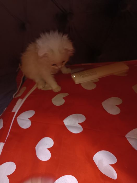 Кошки фолдинкиии
