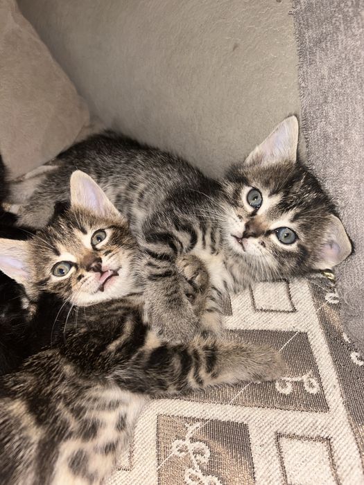 Отдам котят в добрые руки