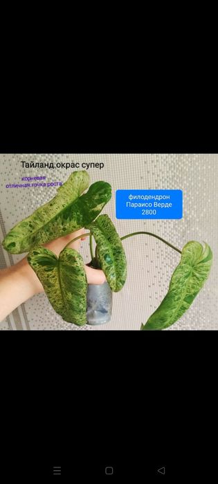 Сциндпсус от 1800т