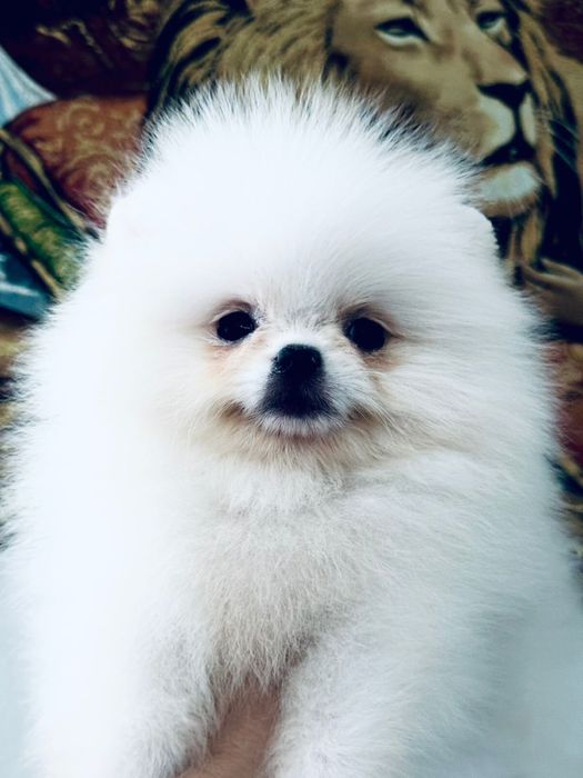 Супер малыши шпицы