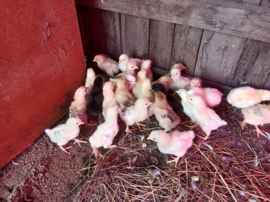 Продам цыплят , домашние !