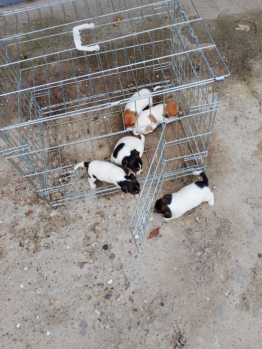 Малки Джак ръсел Териер