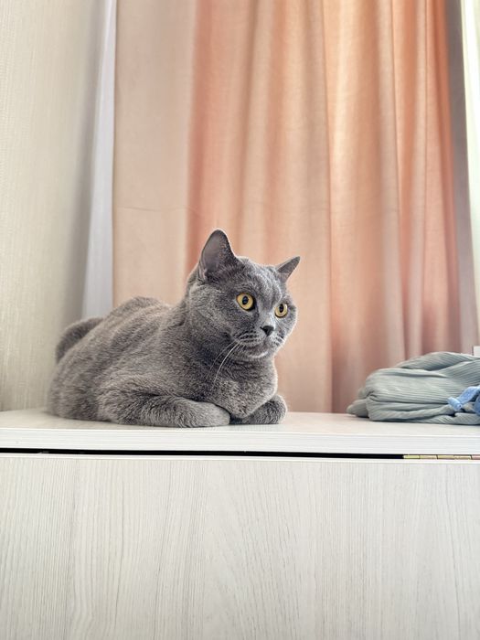 Ищу хозяина для Кошки британки