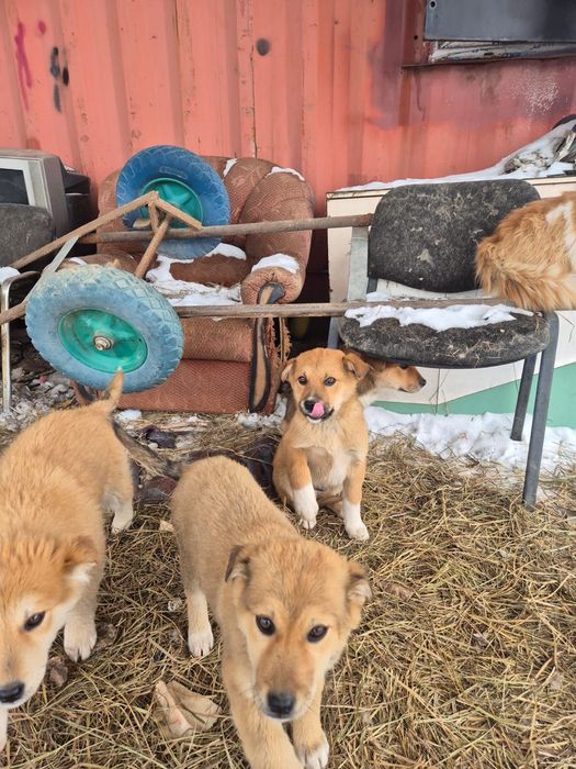 Пришли сами 4 щенка, отдаем