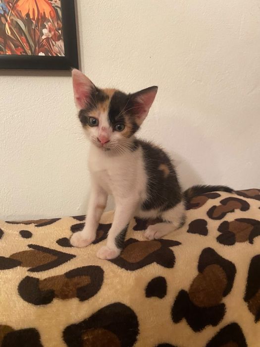 Pui de pisica spre adoptie