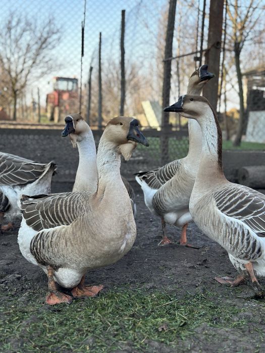 Oua de gasca africana