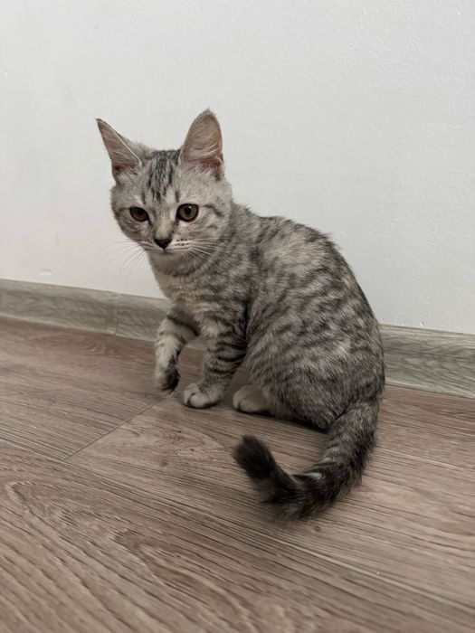 Продаю шотландскую кошку, 3 месяца