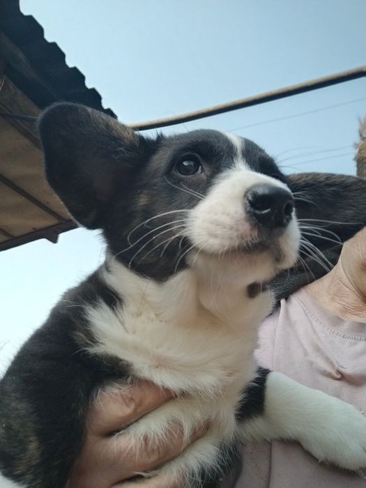 Милые малыши вельш корги