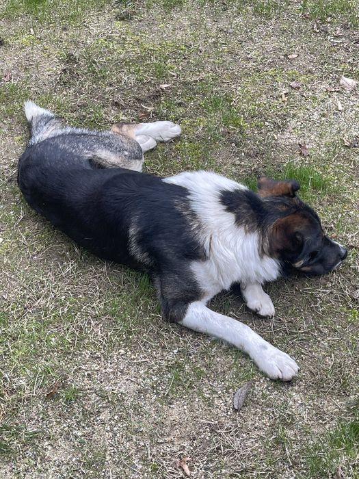 Donez catel unei familii iubitoare