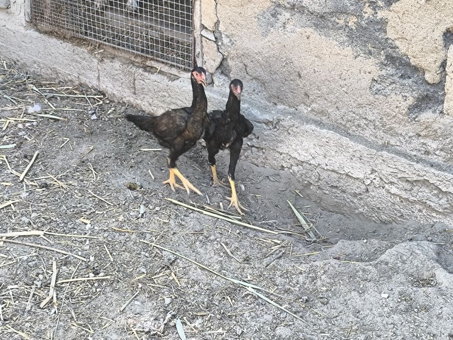 Продам даканов .