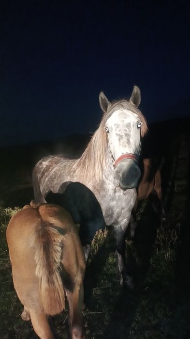 De vânzare mânzucă de 4 luni