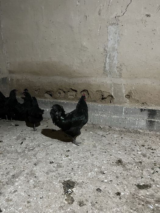 Джержинский гигант