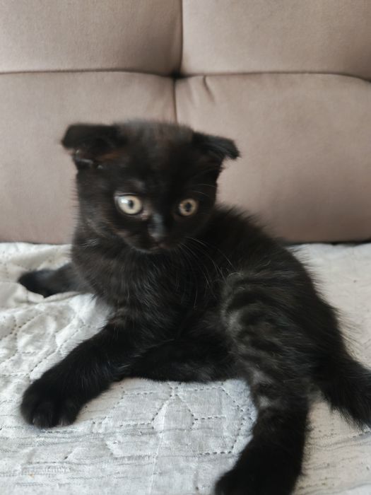 Продам двух вислоухих котят.