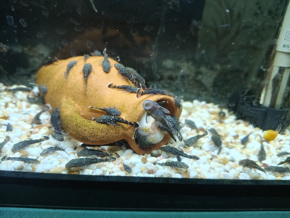 Сомчета Анцитруси