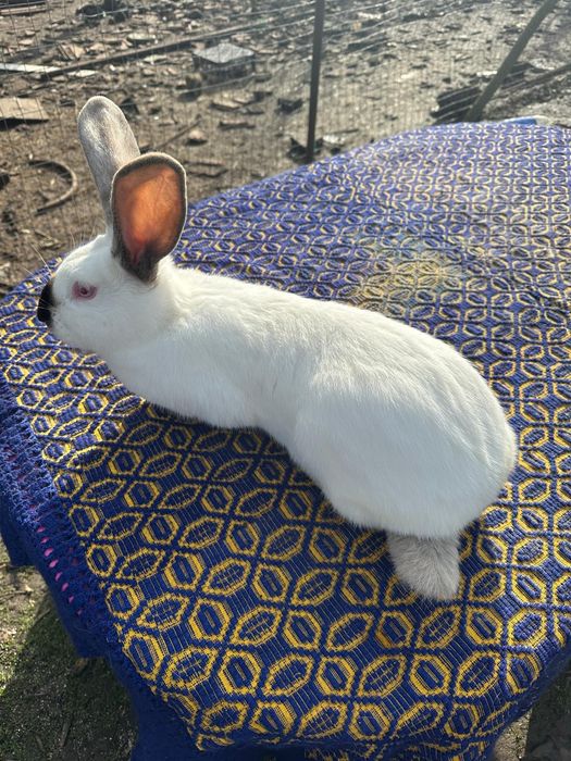 Uriaș de Transilvania schimb cu Rex tricolor