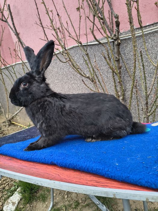 Mascul Pestriț German