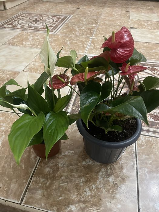 Аглоанемы ,Зеленыи доллор,Монстеры