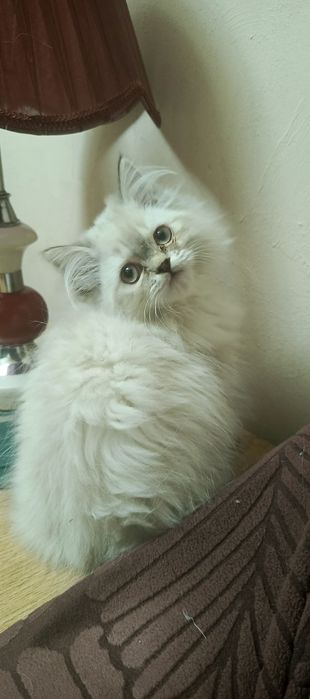 Продается котёнок персидской породы