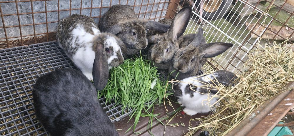 Vând iepuri,metis ug cu fluture