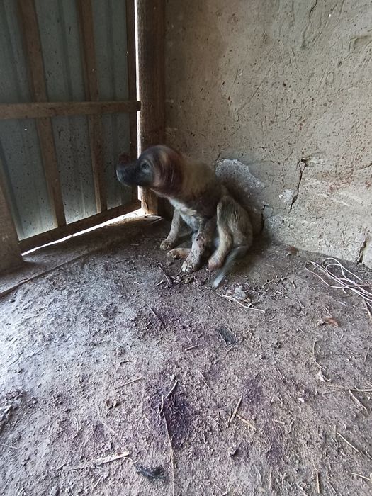 Қазақы күшіктер бар