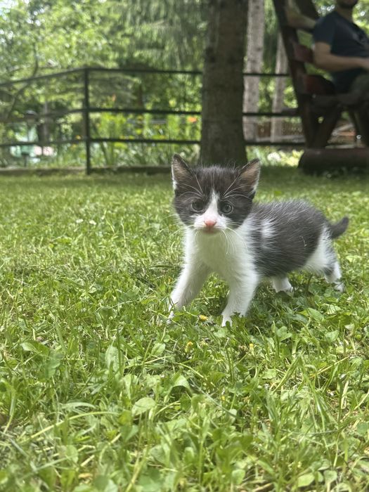 donat pisici 6 saptamani