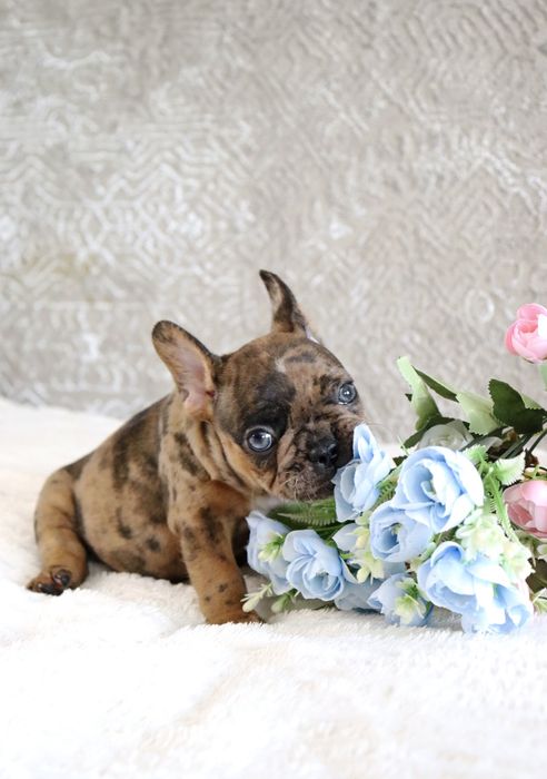 Волшебные мраморные бульдожки