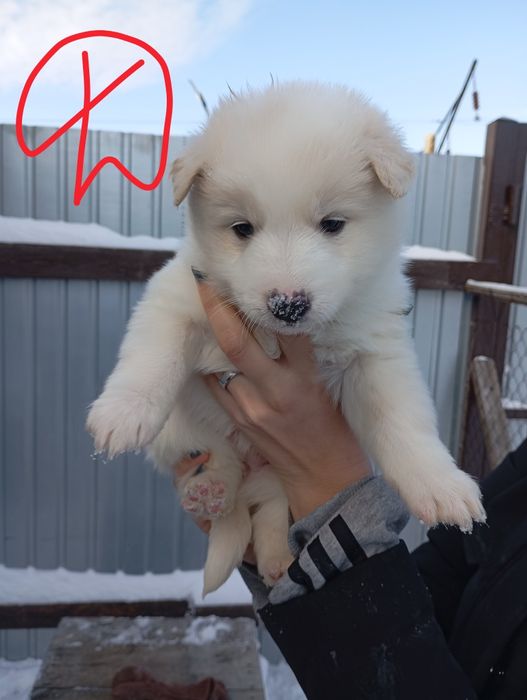 Отдам щенков в добрые руки.